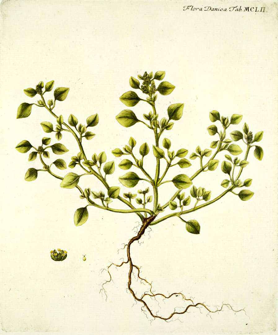 Illustration Chenopodium vulvaria, Par Oeder, G.C., Flora Danica (1761-1861) Fl. Dan. vol. 7 (1794-1799) t. 1152, via plantillustrations 