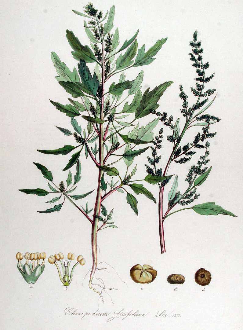 Illustration Chenopodium ficifolium, Par Kops et al. J. (Flora Batava, vol. 14: t. 1107, 1872), via plantillustrations 