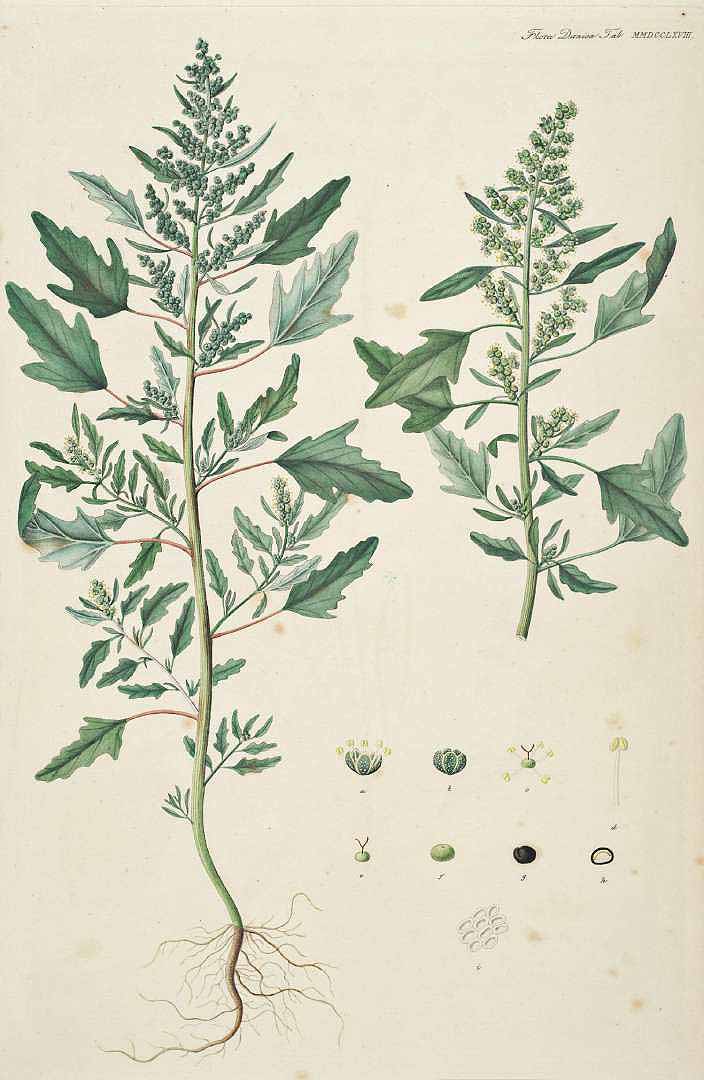 Illustration Chenopodium ficifolium, Par Oeder G.C. (Flora Danica, Hft 47, t. 2768 (1761-1883), via plantillustrations 