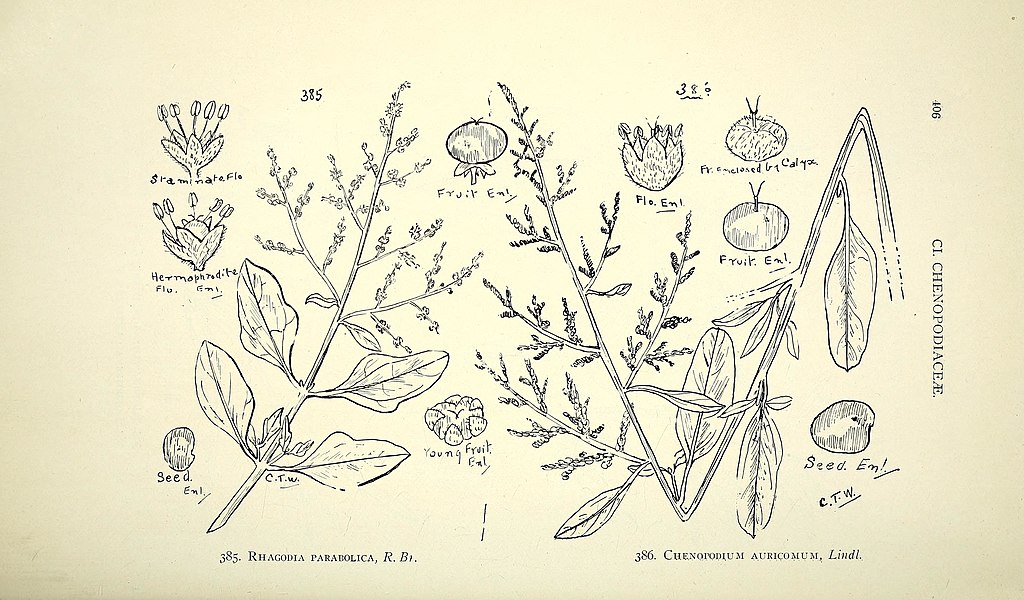 Illustration Chenopodium auricomum, Par Internet Archive Book Images, via wikimedia 