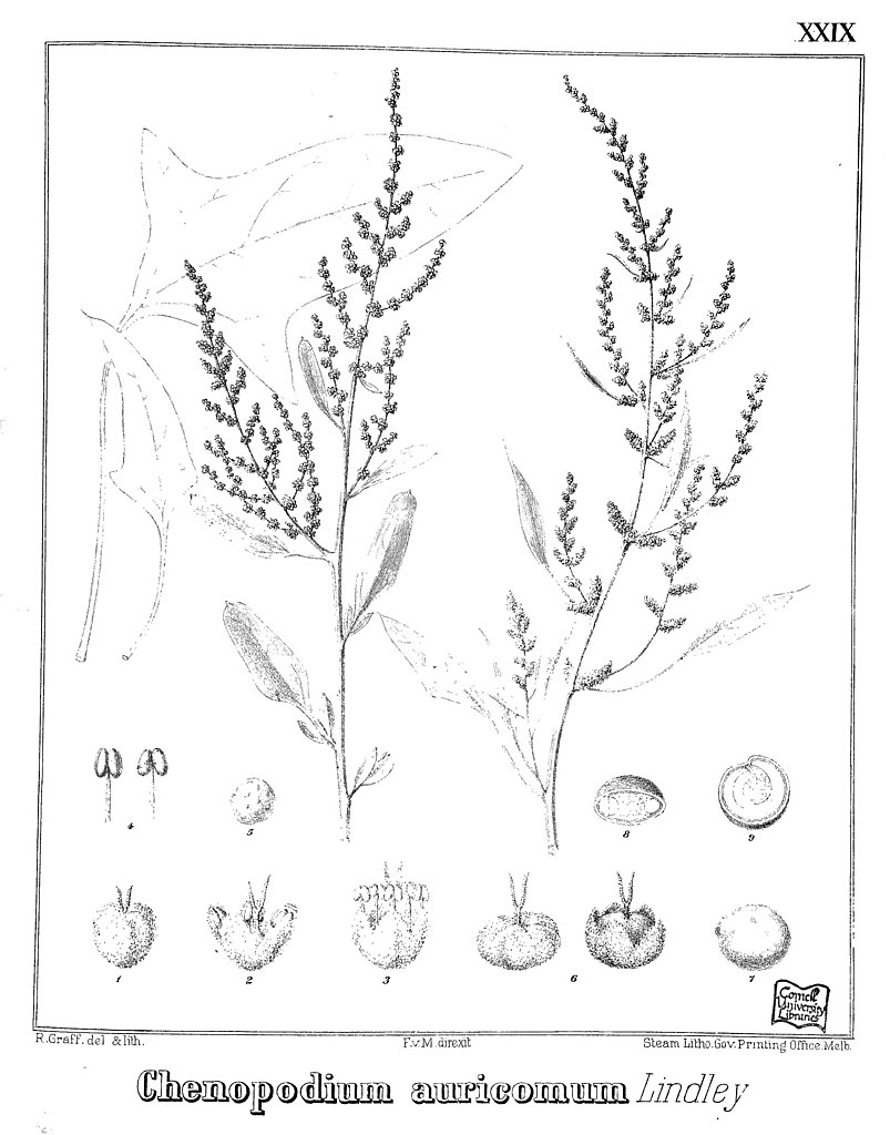 Illustration Chenopodium auricomum, Par Internet Archive Book Images, via wikimedia 
