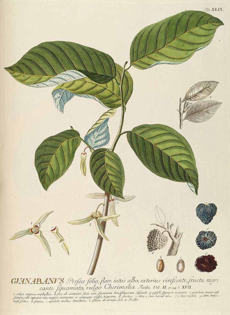 Illustration Annona cherimola, Par Trew, C.J., Ehret, G.D., Plantae selectae (1750-1773) Pl. Select. vol. 5 (1750), via plantillustrations 