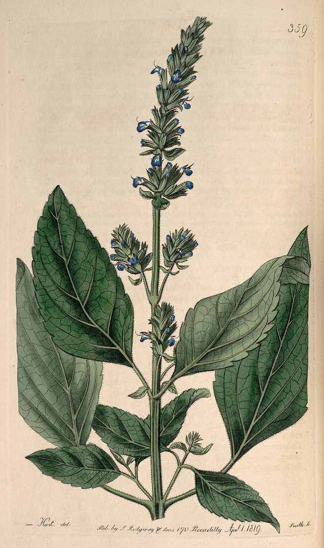 Illustration Salvia hispanica, Par Edwards, S.T., Botanical Register (1815-1828) Bot. Reg. vol. 5 (1819), via plantillustrations 