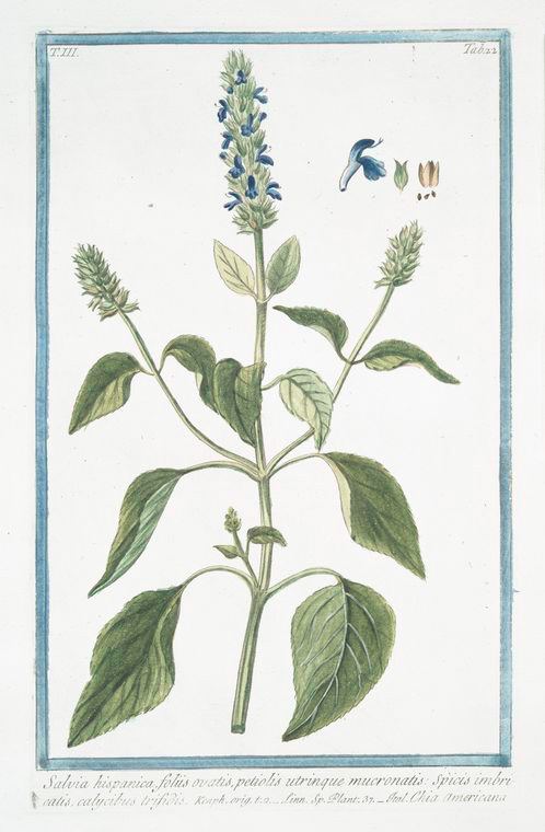 Illustration Salvia hispanica, Par Bonelli, G., Hortus Romanus juxta Systema Tournefortianum (1772-1793) Hort. Rom. vol. 3 , via plantillustrations 