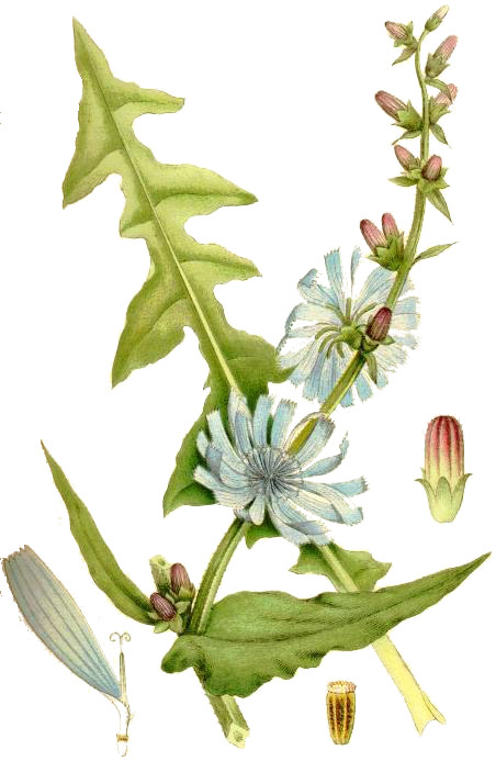 Illustration Cichorium intybus subsp. intybus, Par Carl Axel Magnus Lindman  (1856?1928), via wikimedia 