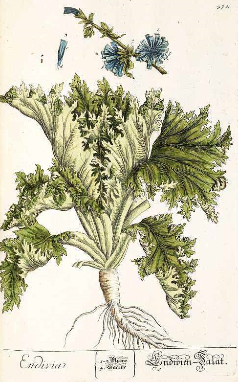 Illustration Cichorium endivia, Par Blackwell, E., Herbarium Blackwellianum (1747-1773) Herb. Blackwell., via plantillustrations 