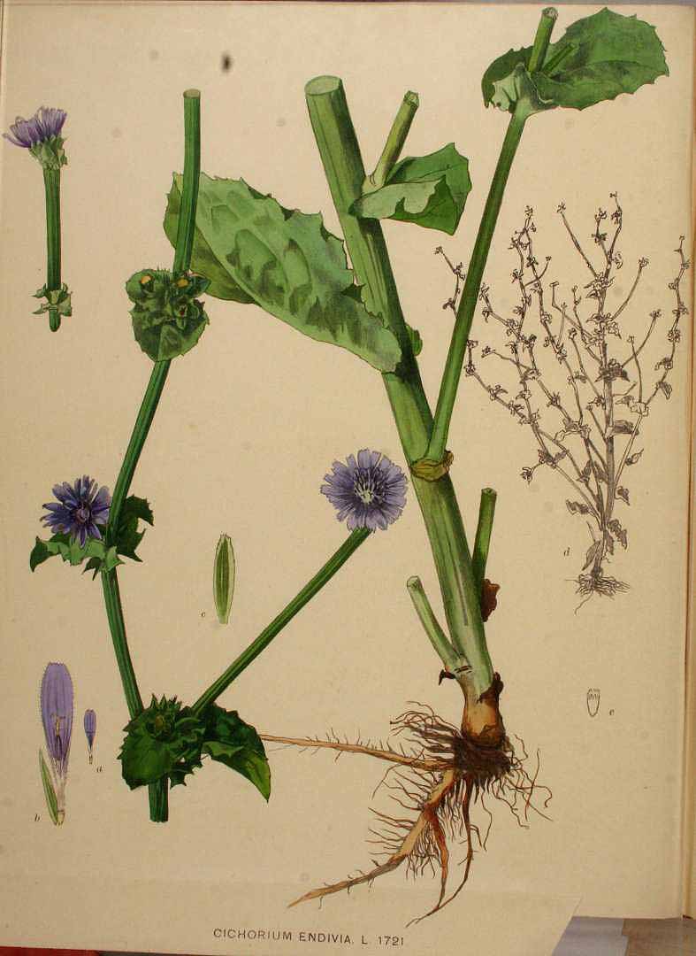 Illustration Cichorium endivia, Par Kops, J., Flora Batava (1800-1934) Fl. Bat., via plantillustrations 