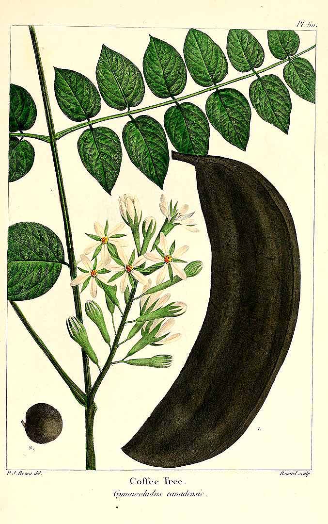 Illustration Gymnocladus dioicus, Par The North American sylva (vol. 1: t. 50, 1865) [P. Bessa], via plantillustrations 