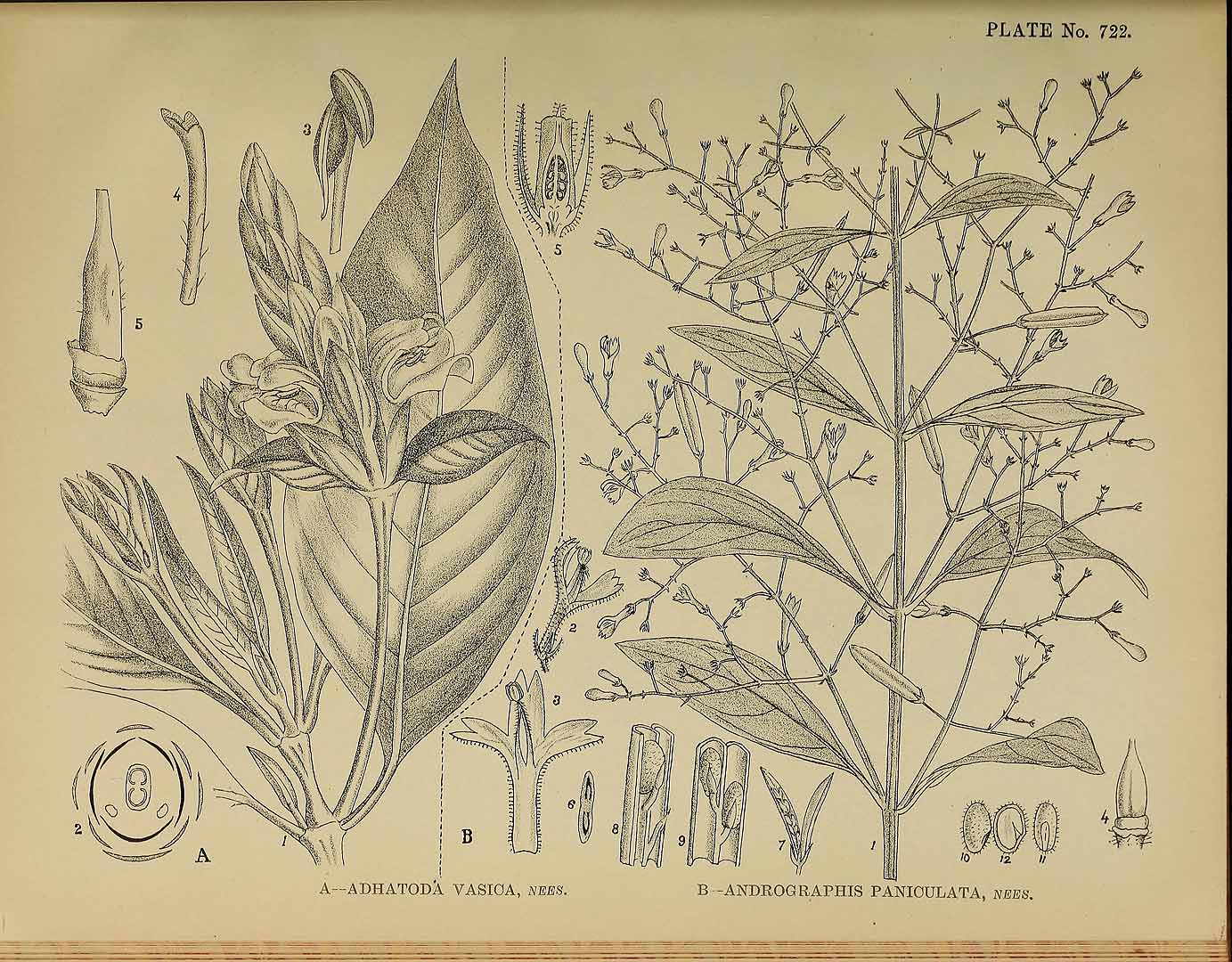 Illustration Andrographis paniculata, Par Kirtikar, K.R., Basu, B.D., Indian medicinal plants, Plates (1918) Ind. Med. Pl., Plates vol. 4 (1918), via plantillustrations 