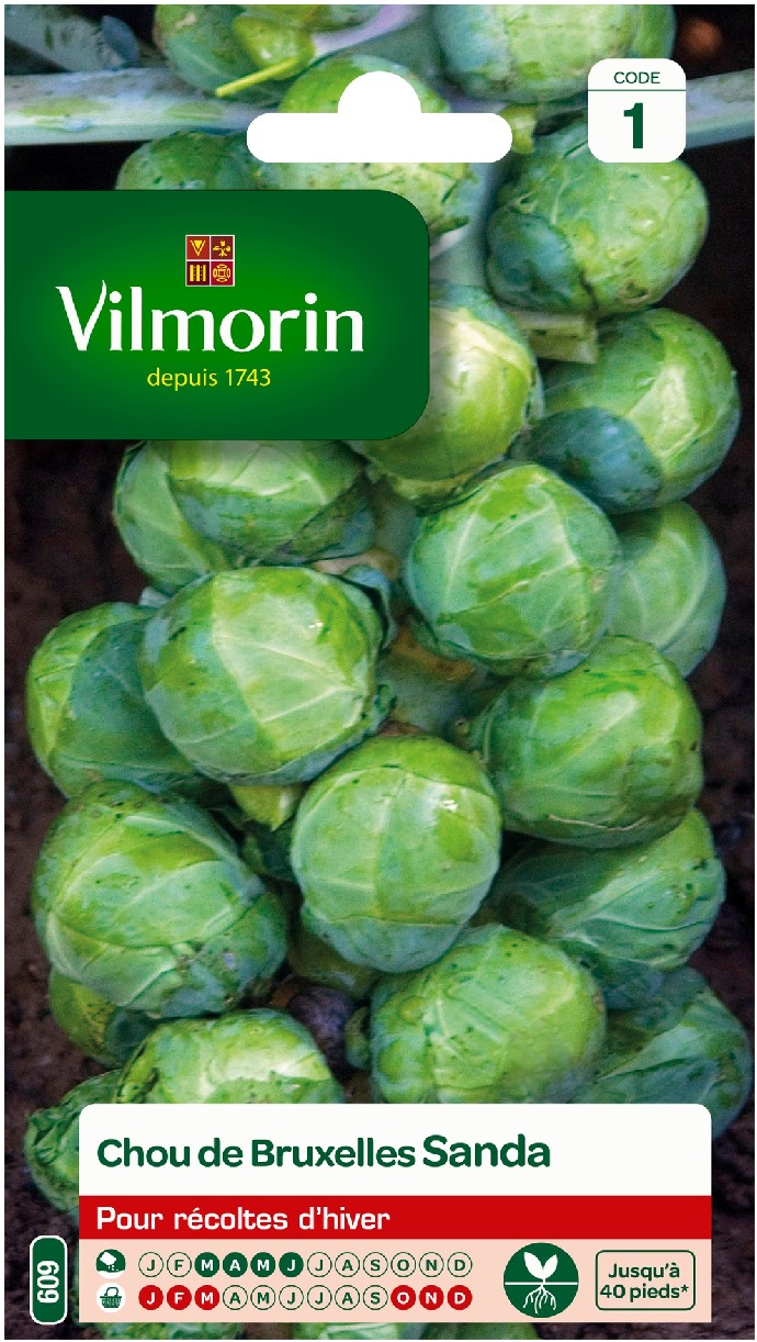 Illustration Brassica oleracea var. gemmifera cv. 'Sanda', Par inconnu, via vilmorin 