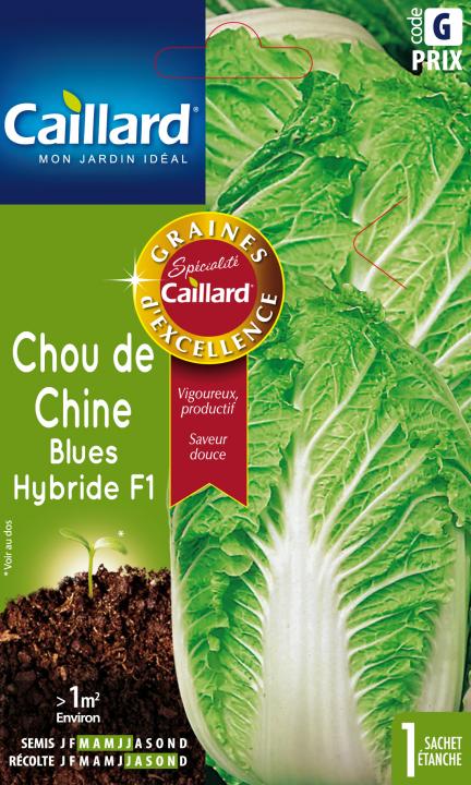 Illustration Brassica rapa subsp. chinensis cv. 'Blue Hybrid F1', Par inconnu, via graines-caillard 