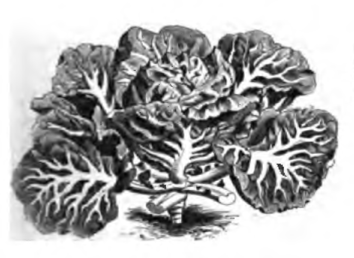 Illustration Brassica oleracea var. costata, Par Vilmorin-Andrieux & Cie, Les Plantes potagères : description et culture des principaux légumes des climats tempérés (1883) sur Internet Archive, via wikimedia 