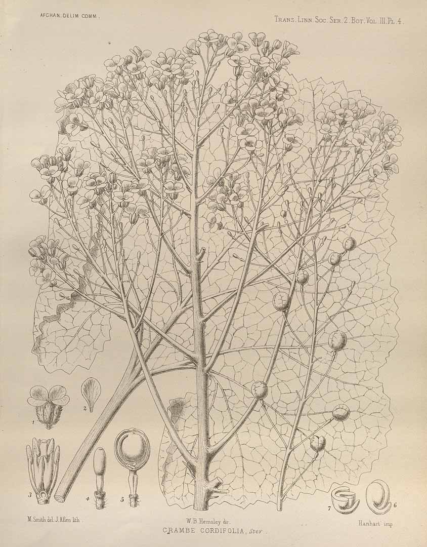 Illustration Crambe cordifolia, Par Transactions of the Linnean Society of London, 2nd series: Botany (1875-1922) Trans. Linn. Soc. London, ser. 2, via plantillustrations 