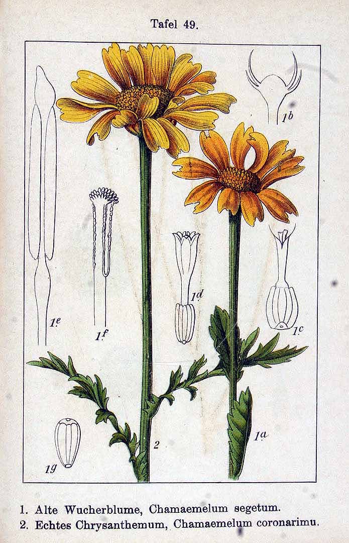 Illustration Glebionis coronaria, Par Krause E.H.L., Sturm J., Lutz K.G. (Flora von Deutschland in Abbildungen nach der Natur, Zweite auflage, vol. 13: t. 49, fig. 1, 1905), via plantillustrations 