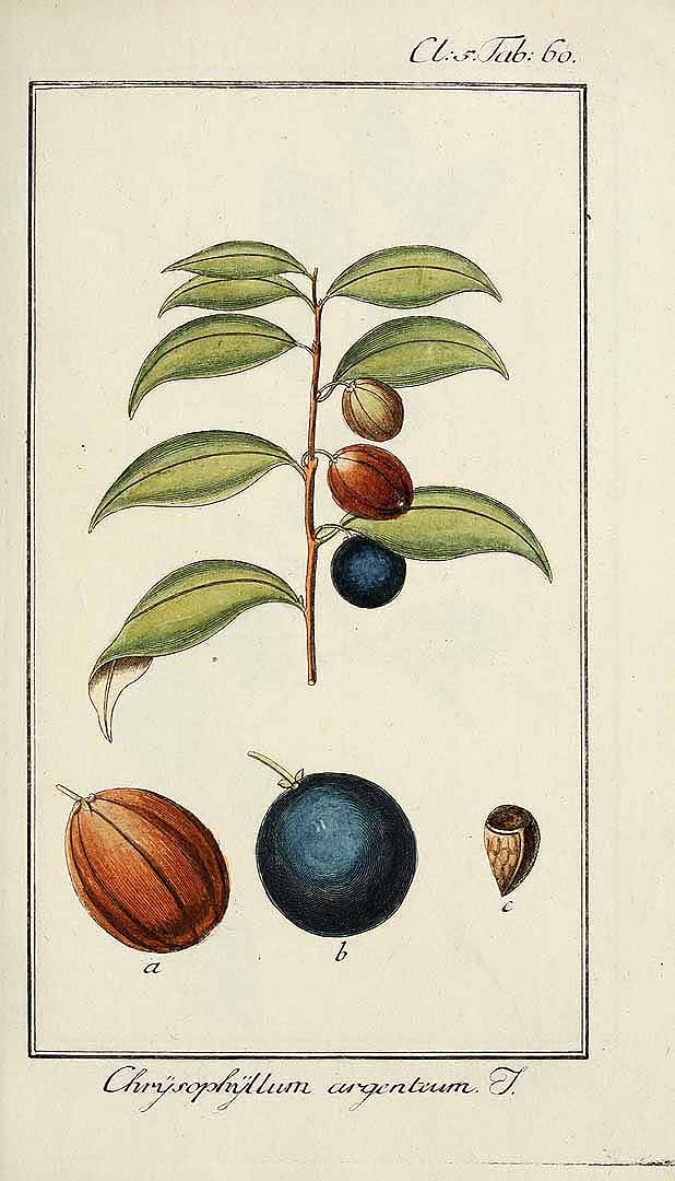 Illustration Chrysophyllum argenteum, Par Zorn, J. & Jacquin N.J.F. von (Dreyhundert auserlesene amerikanische Gewa?chse, vol. 1, t. 60, 1785), via plantillustrations 