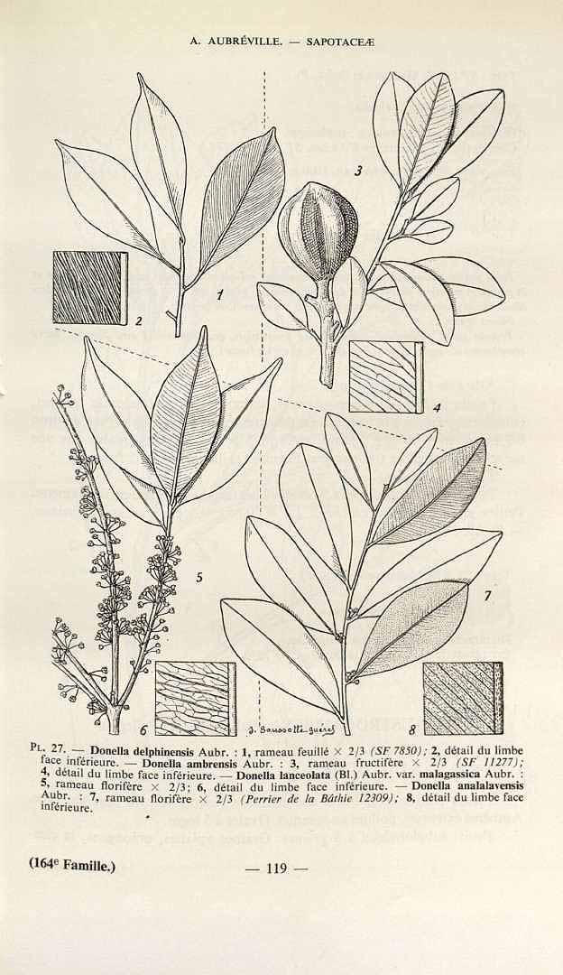 Illustration Chrysophyllum roxburghii, Par Flore de Madagascar et des Comores, Sapotace?es (vol. 164: p. 119, 1974) [J. Saussotte-Guérel], via plantillustrations 