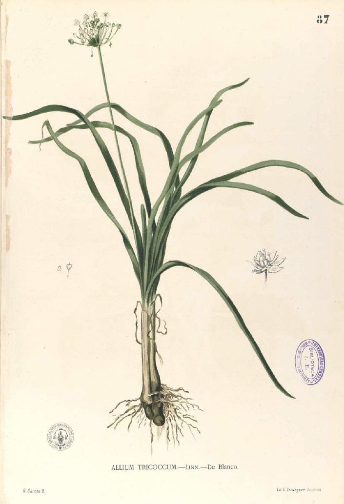 Illustration Allium tuberosum, Par Blanco, M., Flora de Filipinas, ed. 3 (1877-1883) Fl. Filip., ed. 3, via plantillustrations 