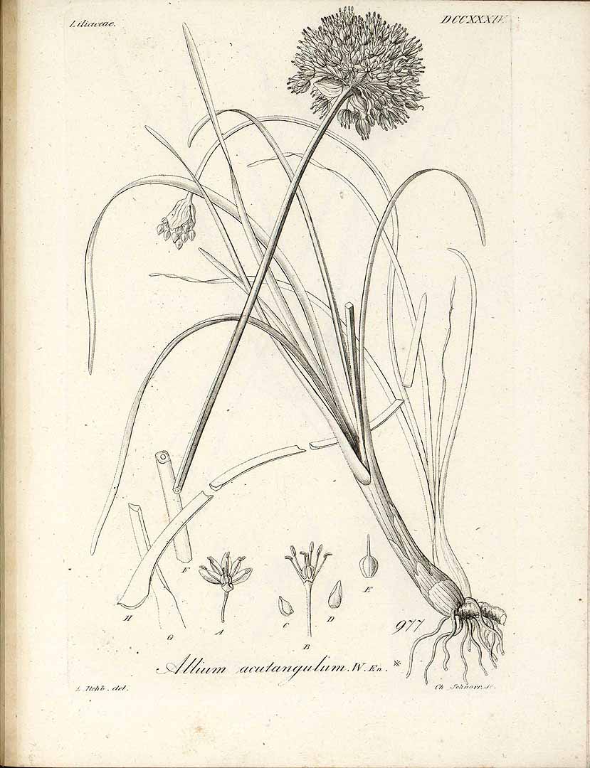 Illustration Allium lusitanicum, Par Reichenbach, H.G.L., Iconographia botanica seu plantae criticae (1823-1832) Iconogr. Bot. Pl. Crit., via plantillustrations 