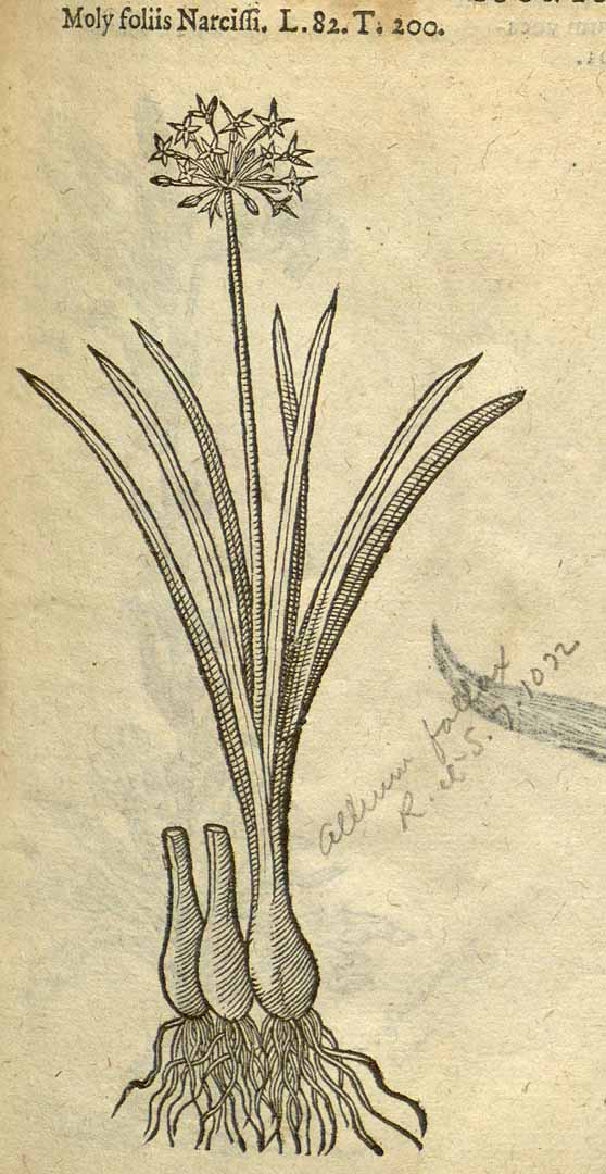 Illustration Allium lusitanicum, Par Lobel, M. de, Plantarum seu stirpium icones (1581) Pl. Strip. Icon. vol. 1 (1591), via plantillustrations 