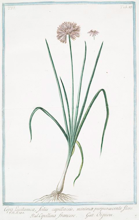 Illustration Allium lusitanicum, Par Bonelli, G., Hortus Romanus juxta Systema Tournefortianum (1772-1793) Hort. Rom. vol. 6 , via plantillustrations 