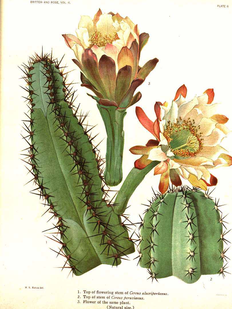 Illustration Cereus repandus, Par Britton, N.L., Rose, J.N., Cactaceae (1919-1923) Cact., via plantillustrations 