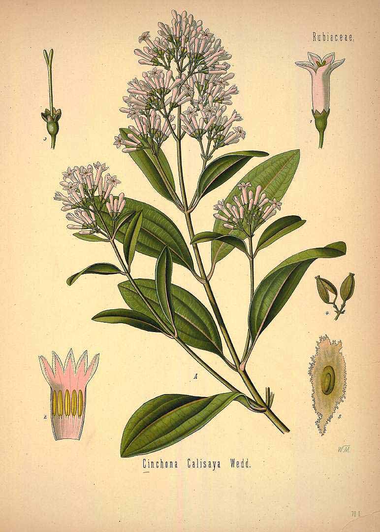 Illustration Cinchona calisaya, Par Ko&#776;hler, F.E., Ko&#776;hler?s Medizinal Pflanzen (1883-1914) Med.-Pfl. vol. 1 (1887), via plantillustrations 