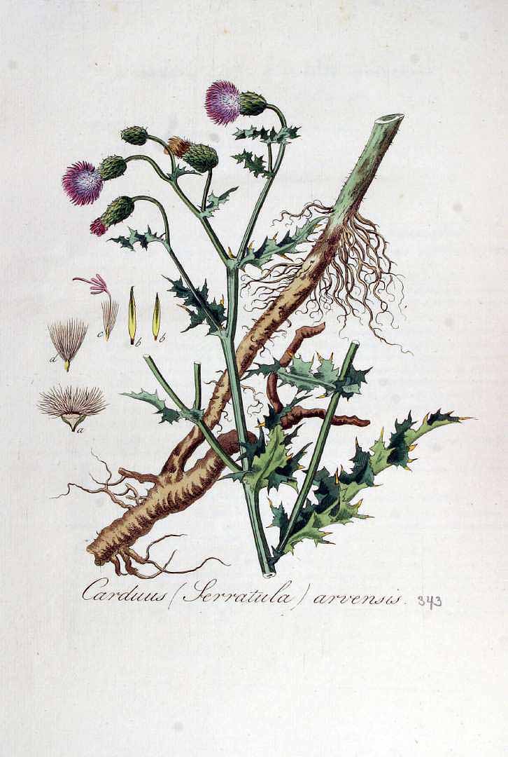 Illustration Cirsium arvense, Par Kops et al. J. (Flora Batava, vol. 5: t. 343, 1828), via plantillustrations.org 