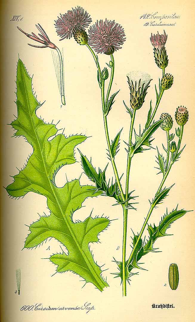 Illustration Cirsium arvense, Par Thomé O.W. (Flora von Deutschland Österreich und der Schweiz, Tafeln, vol. 4: t. 600, 1885), via plantillustrations.org 