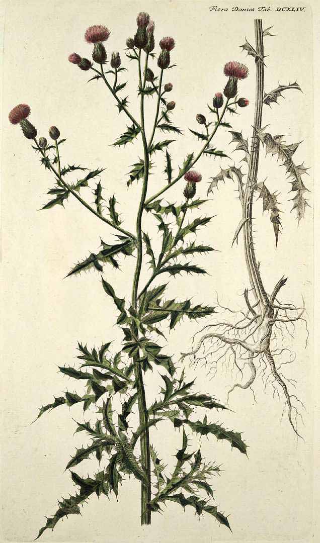 Illustration Cirsium arvense, Par Oeder G.C. (Flora Danica, Hft 11, t. 644, 1761-1883), via plantillustrations.org 