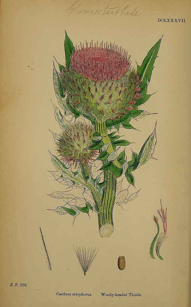 Illustration Cirsium eriophorum, Par Smith, J.E., English botany, or coloured figures of British plants, ed. 3 [B] [J.E. Sowerby et al] (1863-1899) Engl. Bot., ed. 3 vol. 5 (1866), via plantillustrations 