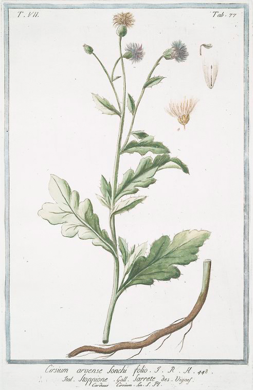 Illustration Cirsium monspessulanum, Par Bonelli, G., Hortus Romanus juxta Systema Tournefortianum (1772-1793) Hort. Rom. vol. 7 , via plantillustrations 
