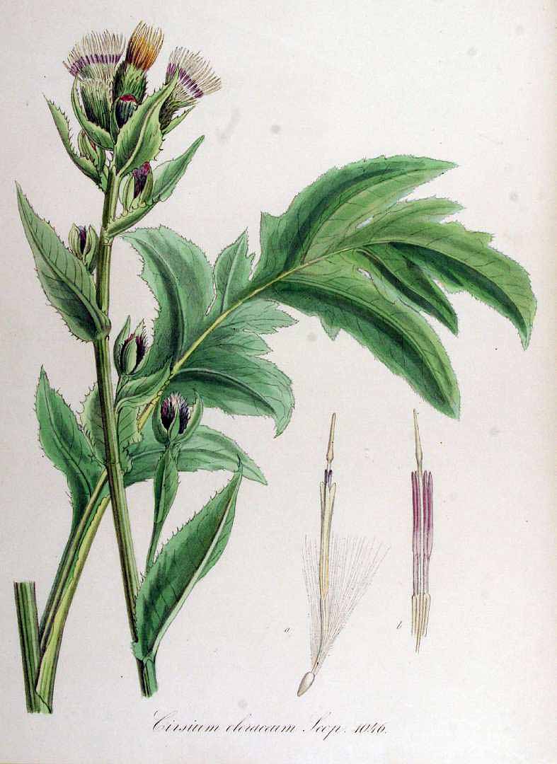 Illustration Cirsium oleraceum, Par Kops et al. J. (Flora Batava, vol. 14: t. 1046, 1872), via plantillustrations 