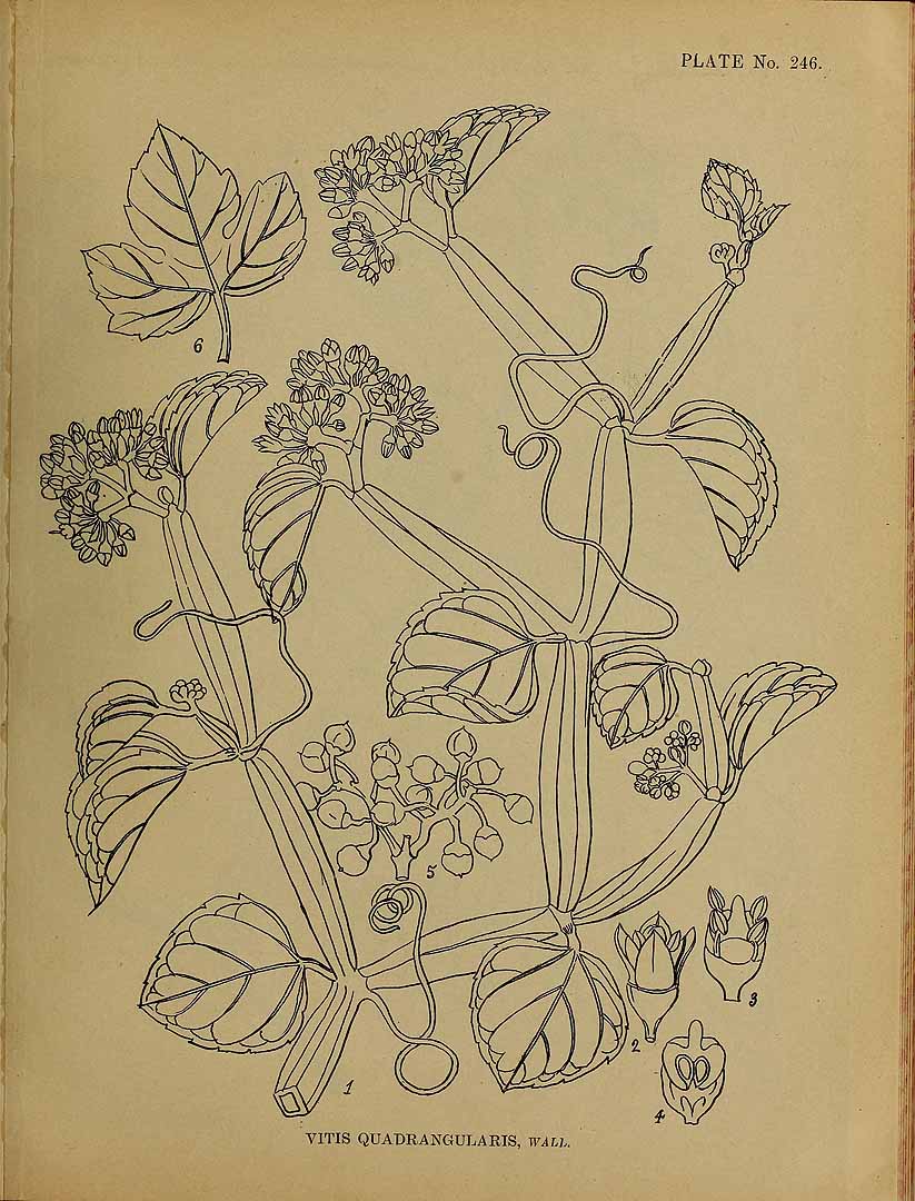 Illustration Cissus quadrangularis, Par Kirtikar, K.R., Basu, B.D., Indian medicinal plants, Plates (1918) Ind. Med. Pl., Plates vol. 2 (1918), via plantillustrations 