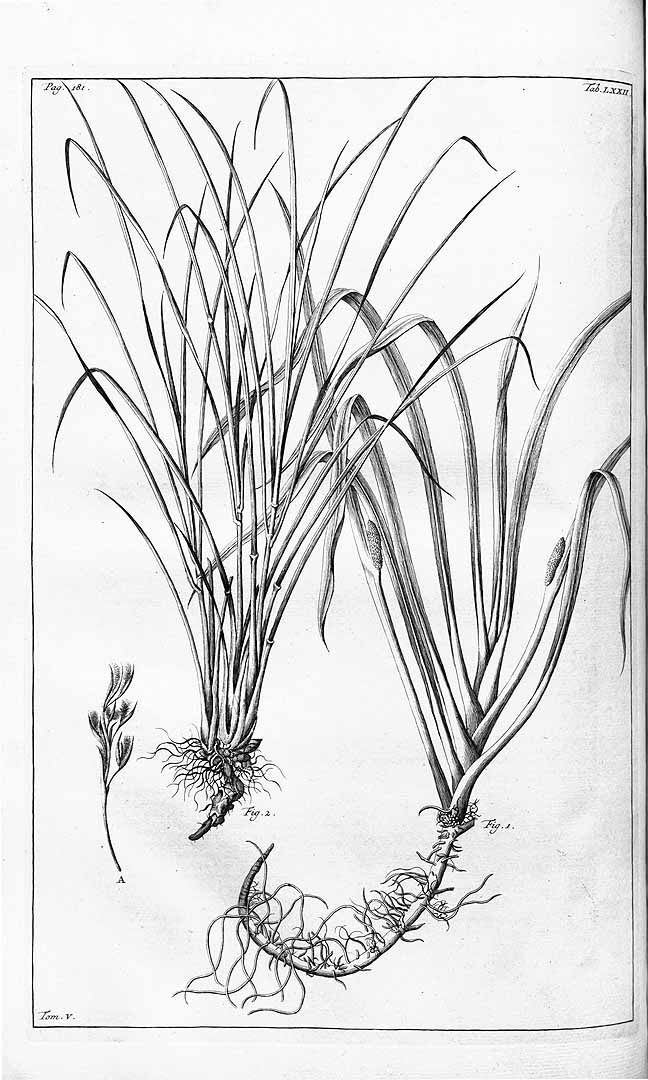 Illustration Cymbopogon citratus, Par Rumphius Everhard (Herbarium amboinense, vol. 5: p. 181, t. 72, fig. 2, 1747), via plantillustrations 