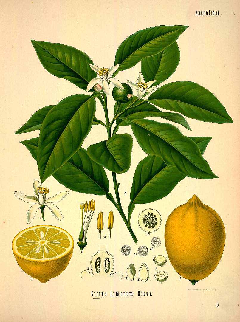 Illustration Citrus limon, Par Köhler F.E. (Medizinal Pflanzen, vol. 1: t. 3, 1887), via plantillustrations 