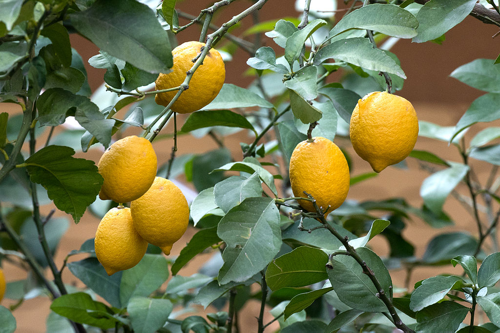 Illustration Citrus limon, Par Zeynel Cebeci, via wikimedia 