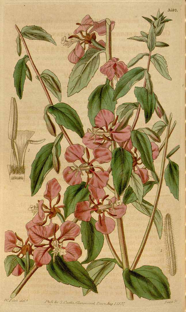 Illustration Clarkia unguiculata, Par Curtis´s Botanical Magazine (vol. 64 [ser. 2, vol. 11]: t. 3592, 1837) [W.H. Fitch], via plantillustrations 