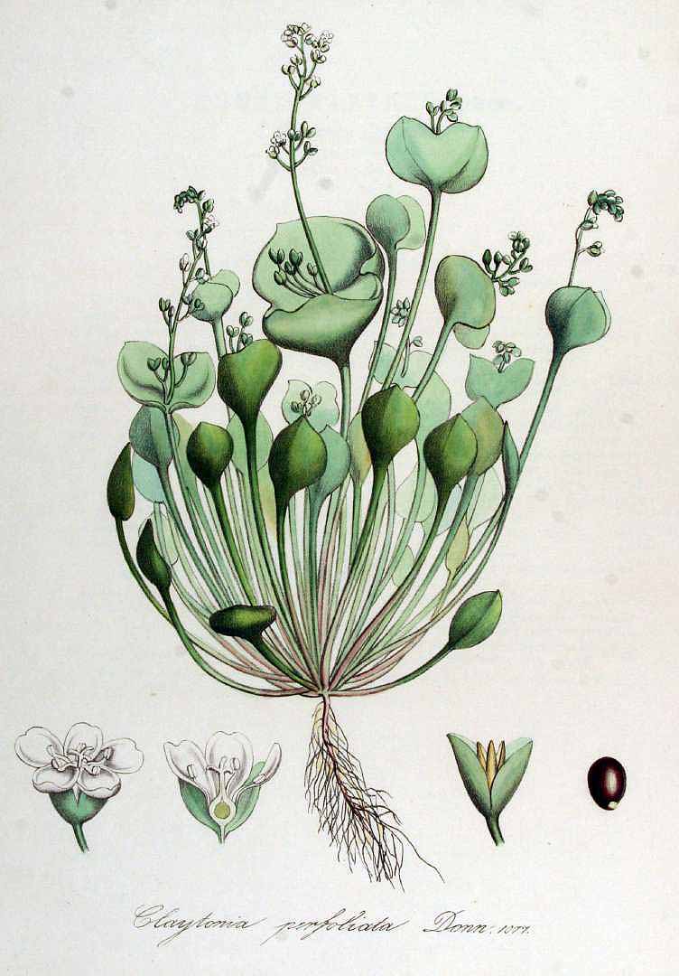 Illustration Claytonia perfoliata, Par Kops et al. J. (Flora Batava, vol. 14: t. 1078, 1872), via plantillustrations 