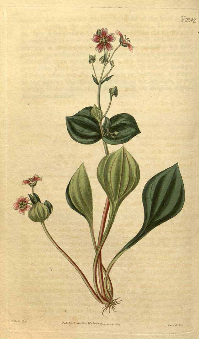Illustration Claytonia sibirica, Par Curtis, W., Botanical Magazine (1800-1948) Bot. Mag. vol. 48 (1821), via plantillustrations 