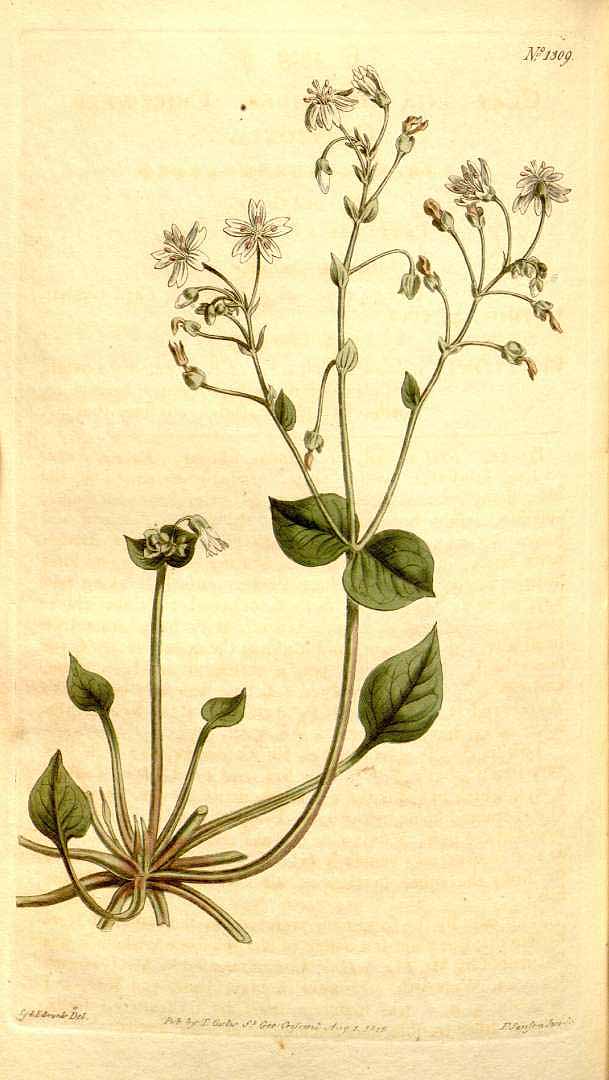 Illustration Claytonia sibirica, Par Curtis, W., Botanical Magazine (1800-1948) Bot. Mag. vol. 32 (1810), via plantillustrations 