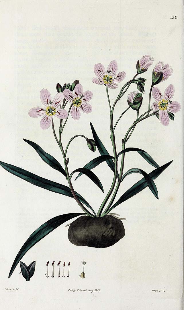 Illustration Claytonia virginica, Par Sweet, R., British flower garden (1823-1837) Brit. Fl. Gard. vol. 3 (1827-1829), via plantillustrations 