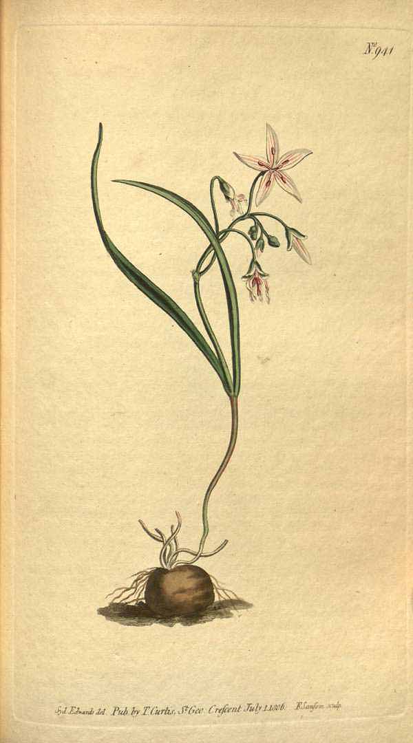Illustration Claytonia virginica, Par Curtis, W., Botanical Magazine (1800-1948) Bot. Mag. vol. 24 (1806), via plantillustrations 