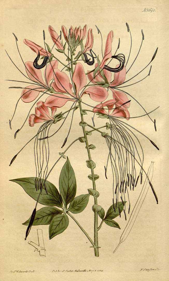 Illustration Cleome spinosa, Par Curtis´s Botanical Magazine (vol. 40: t. 1640, 1814) [S.T. Edwards], via plantillustrations 