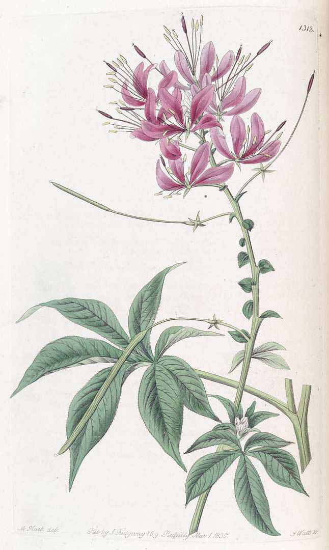 Illustration Cleoserrata speciosa, Par Edwards´s Botanical Register (vol. 16: t. 1312, 1830) [M. Hart], via plantillustrations 