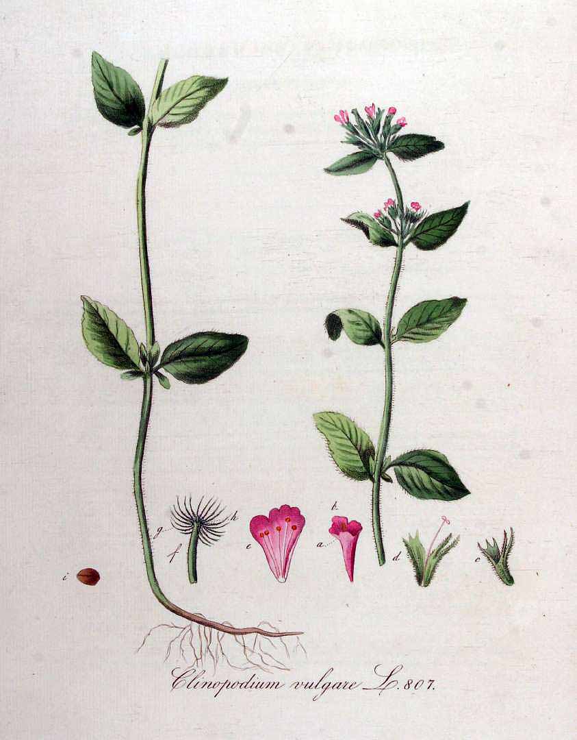 Illustration Clinopodium vulgare, Par Kops et al. J. (Flora Batava, vol. 11: t. 807, 1853), via plantillustrations 