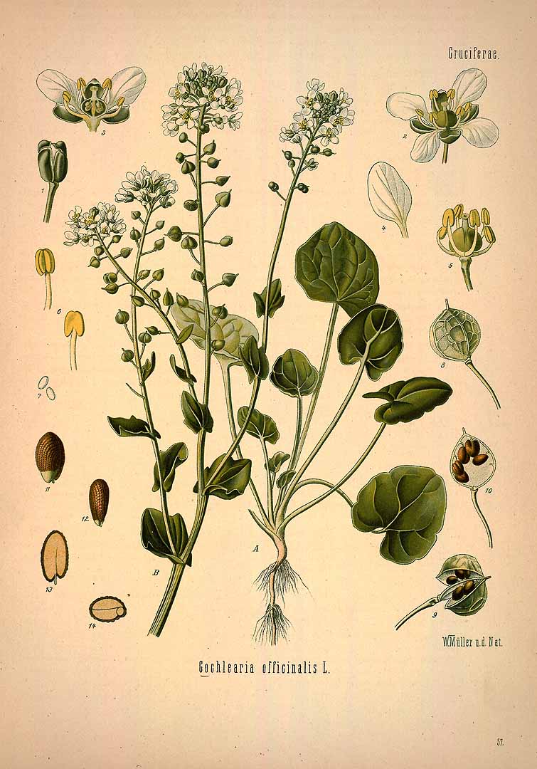 Illustration Cochlearia officinalis, Par Ko&#776;hler, F.E., Ko&#776;hler?s Medizinal Pflanzen (1883-1914) Med.-Pfl. vol. 1 (1887), via plantillustrations 