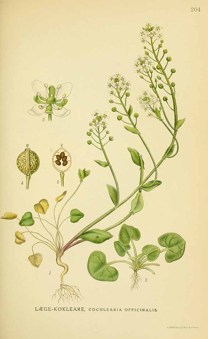 Illustration Cochlearia officinalis, Par Lindman, C.A.M., Bilder ur Nordens Flora Bilder Nordens Fl. vol. 1 (1922), via plantillustrations 