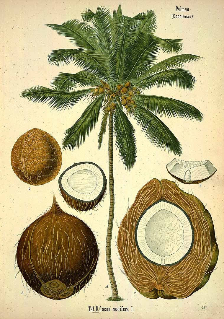 Illustration Cocos nucifera, Par Köhler F.E. (Medizinal Pflanzen, vol. 3: t. 76,1890), via plantillustrations 