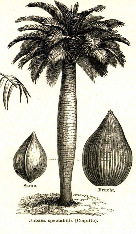 Illustration Jubaea chilensis, Par Althiphika (Travail personnel), via wikimedia 