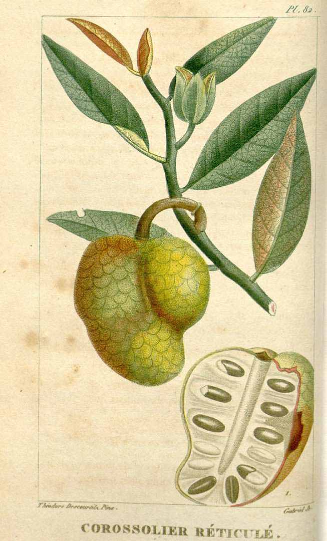Illustration Annona reticulata, Par Descourtilz, M.E., Flore [pittoresque et] médicale des Antilles (1821-1829) Fl. Méd. Antilles vol. 2 (1822), via plantillustrations 